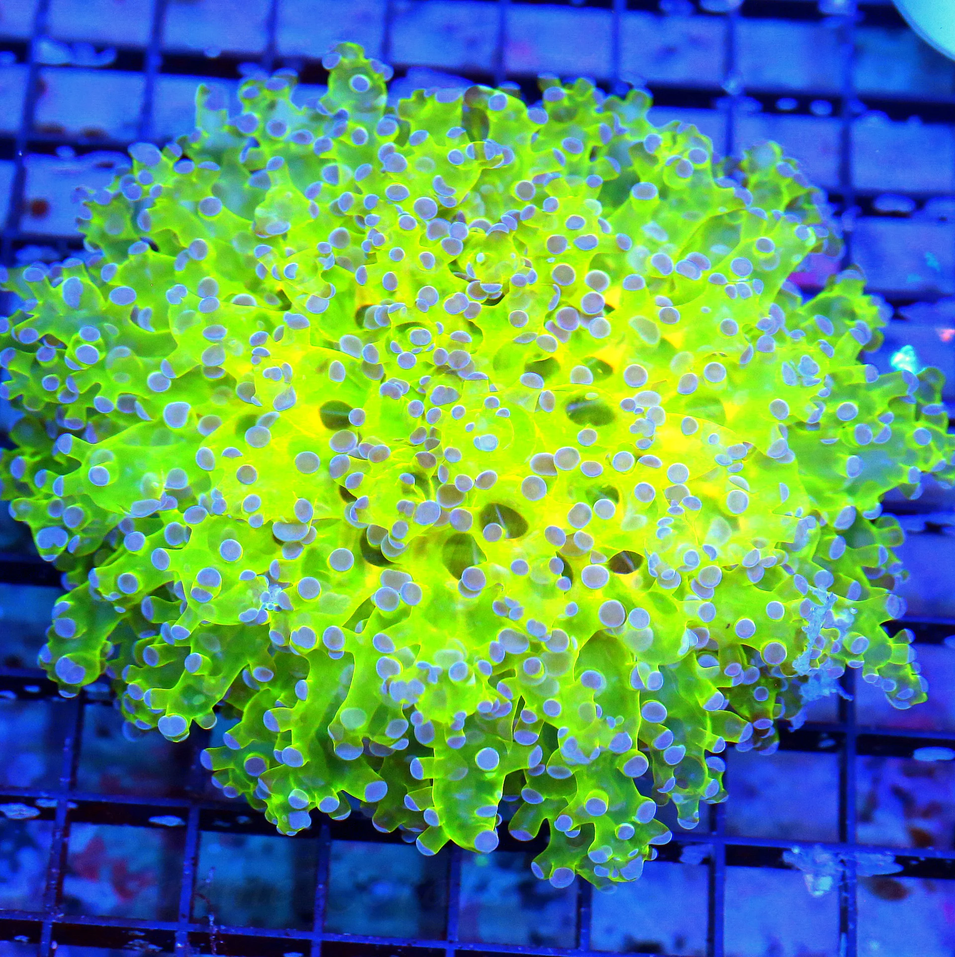 WYSIWYG 5.5X5.5 XL GLOWS FROM ACROSS THE ROOM SUPER SUPER BLUE TIPPED LEMON LIME YELLOW KINGSPAWN live coral for sale - Extreme Corals