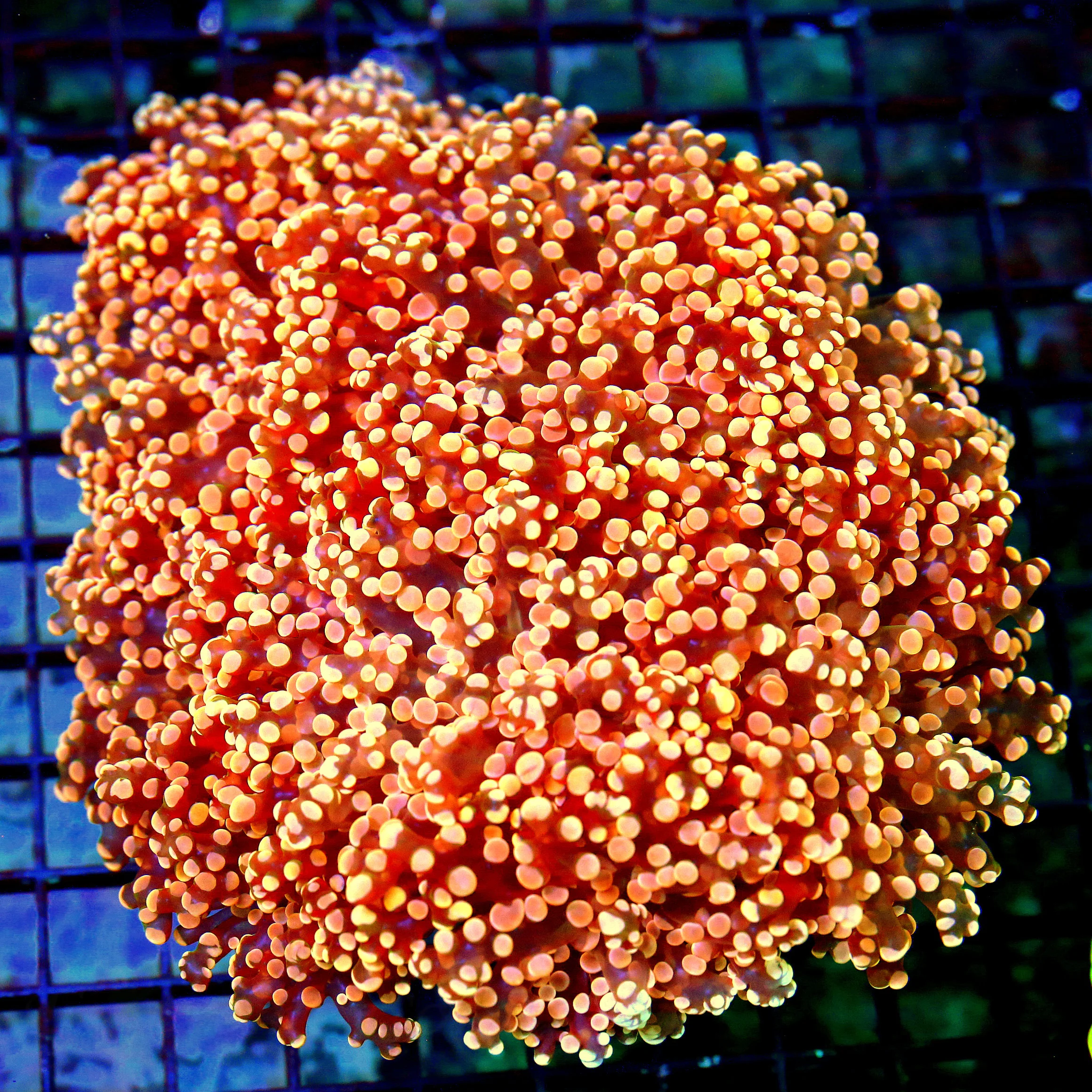 WYSIWYG 7X7 XXL CENTERPIECE ULTRA ULTRA HOME DEPOT ORANGE ULTRA COLORED GIANT KINGSPAWN OCTOSPAWN live coral for sale - Extreme Corals