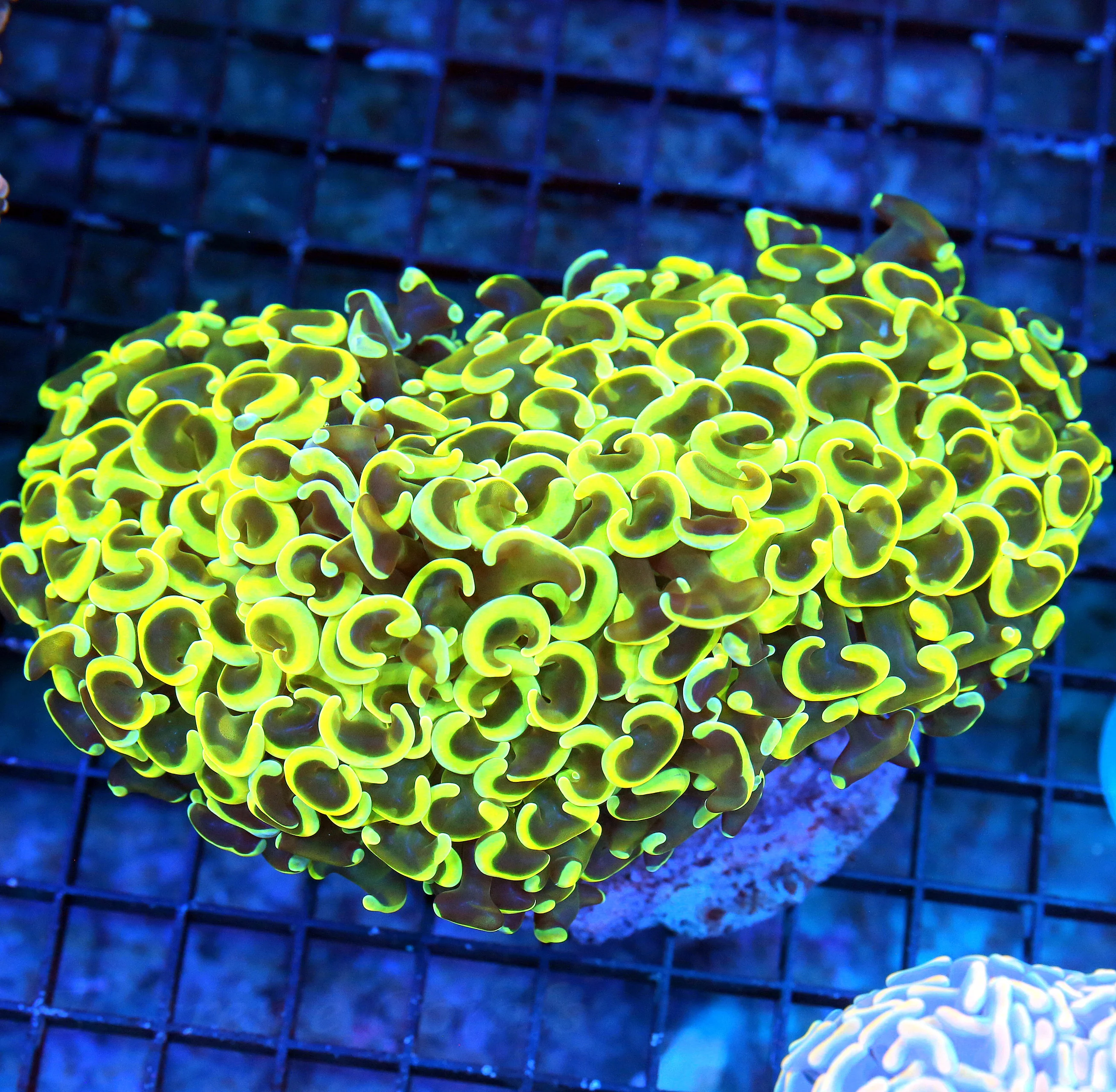 WYSIWYG 6X4.5 BEAUTIFUL ORNAGE TENTACLED NEON YELLOW ORNAGE TIPPED SHOWPIECE XXL HAMMER live coral for sale - Extreme Corals