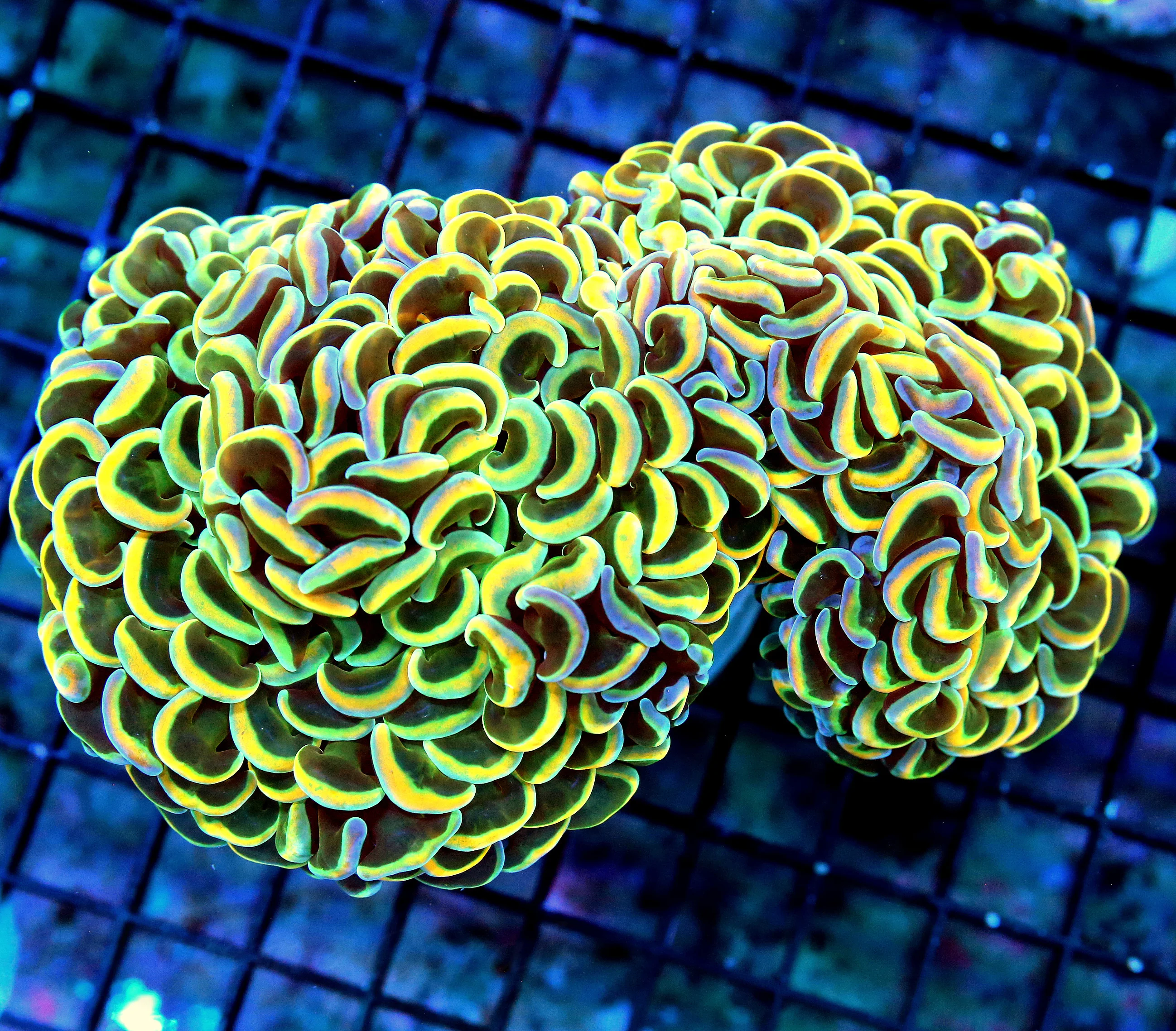 WYSIWYG 5.5X4 XL "ULTRA RAINBOW COLLECTOR AUSSIE HAMMER" THIS IS EPPPPIIIIICCCC!! live coral for sale - Extreme Corals