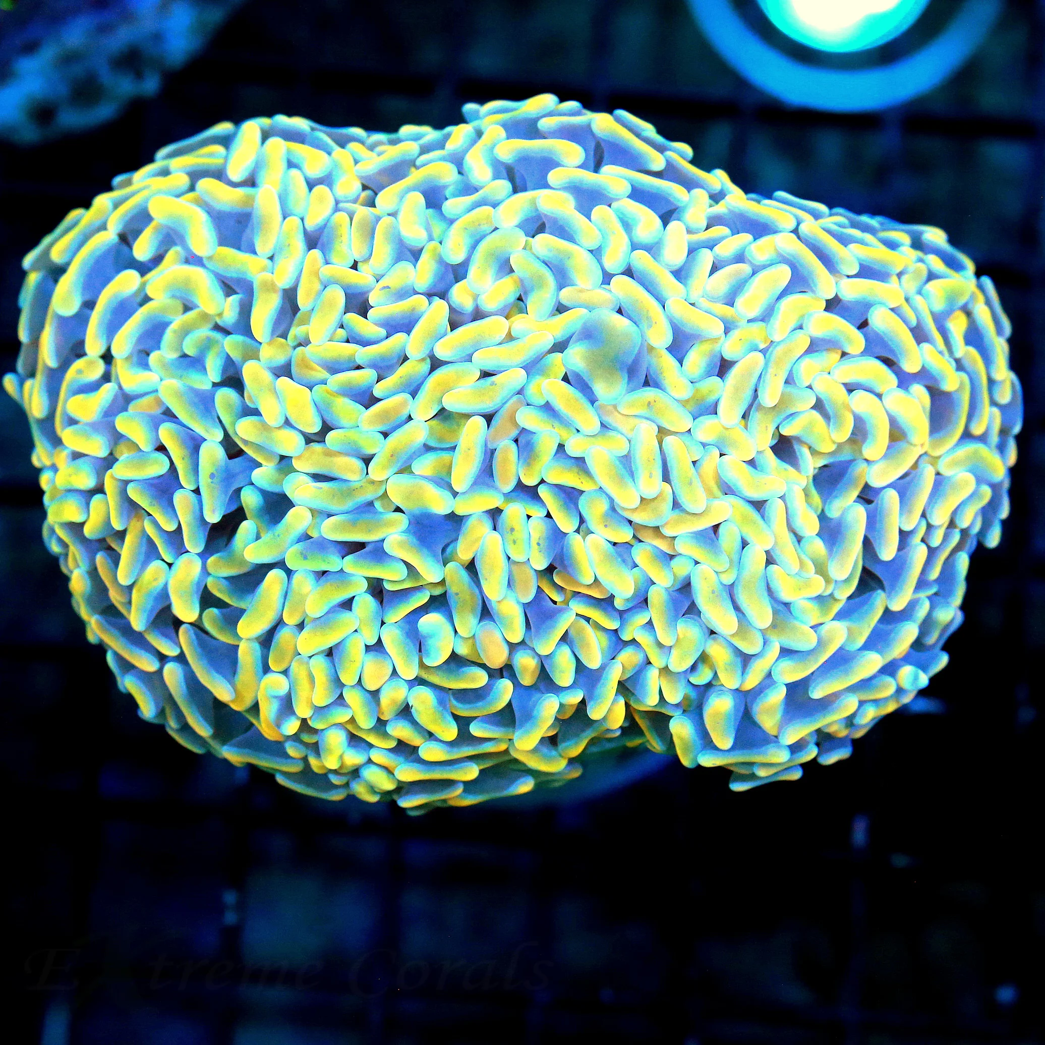 WYSIWYG 5X4 HANDPICKED BY SCOTT ULTRA ULTRA SHOW RAINBOW ONE OF A KIND AUSSIE HAMMER live coral for sale - Extreme Corals