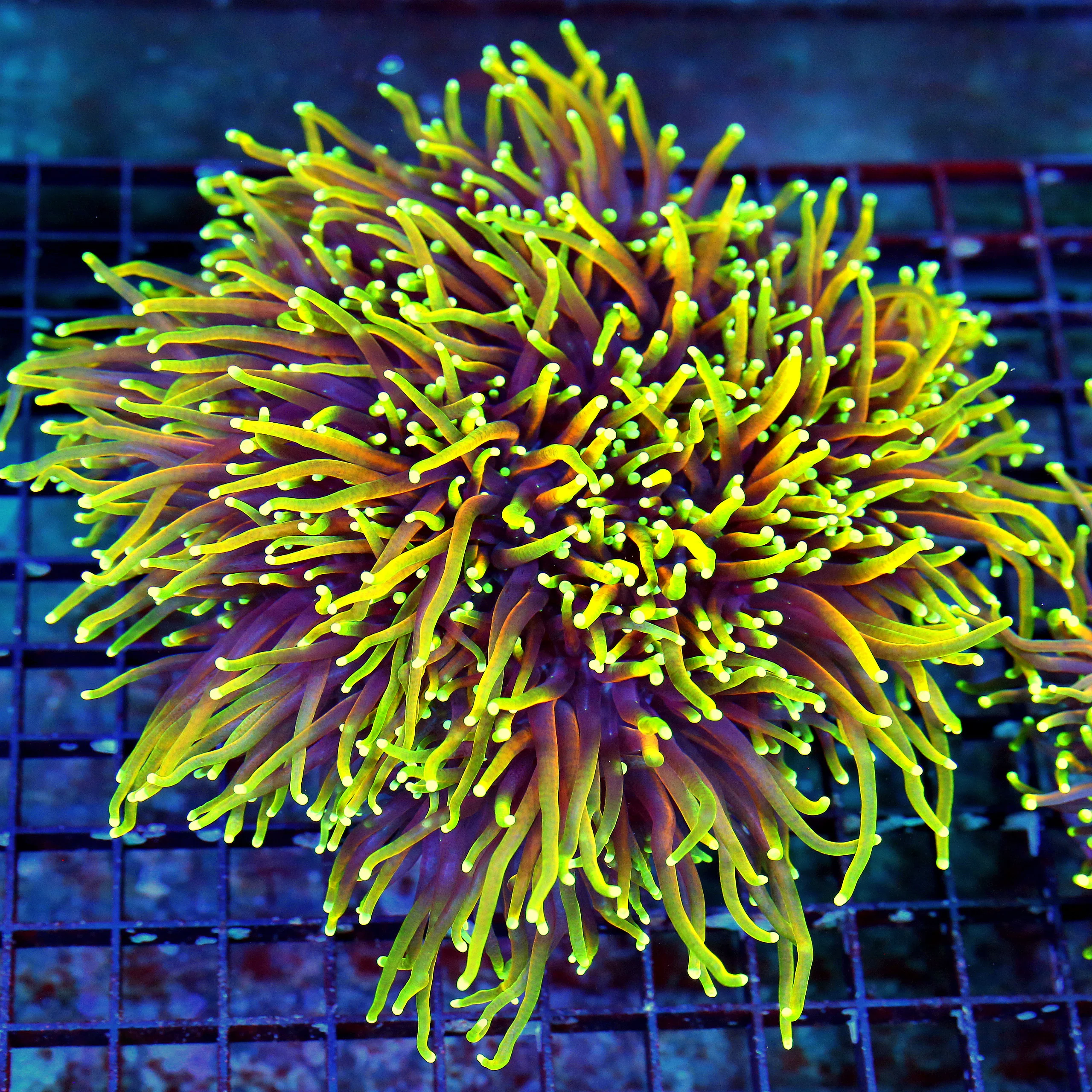 WYSIWYG 7X7 GIANT XXL CENTERPIECE "INFERNO HELLFIRE" ORANGE INDO TORCH-COLLECTORS ITEM!! HANDPICKED SPECIMEN live coral for sale - Extreme Corals