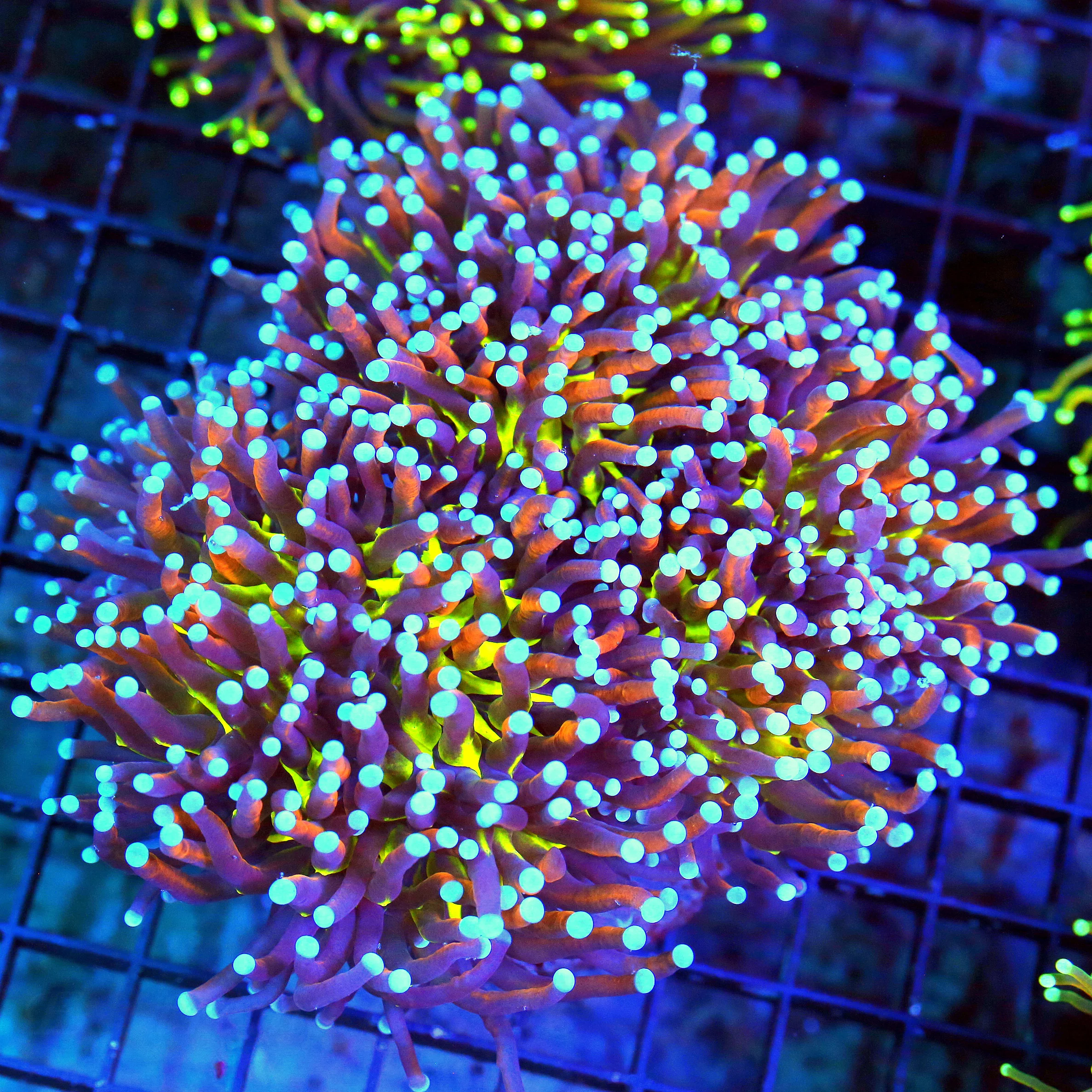 WYSIWYG 7X6.5 XXL CENTERPIECE "SCOTT'S HANDPICKED ULTIMATE SLAP YOUR MOMMA TORCH" ONE OF THE BEST TORCH YOU live coral for sale - Extreme Corals
