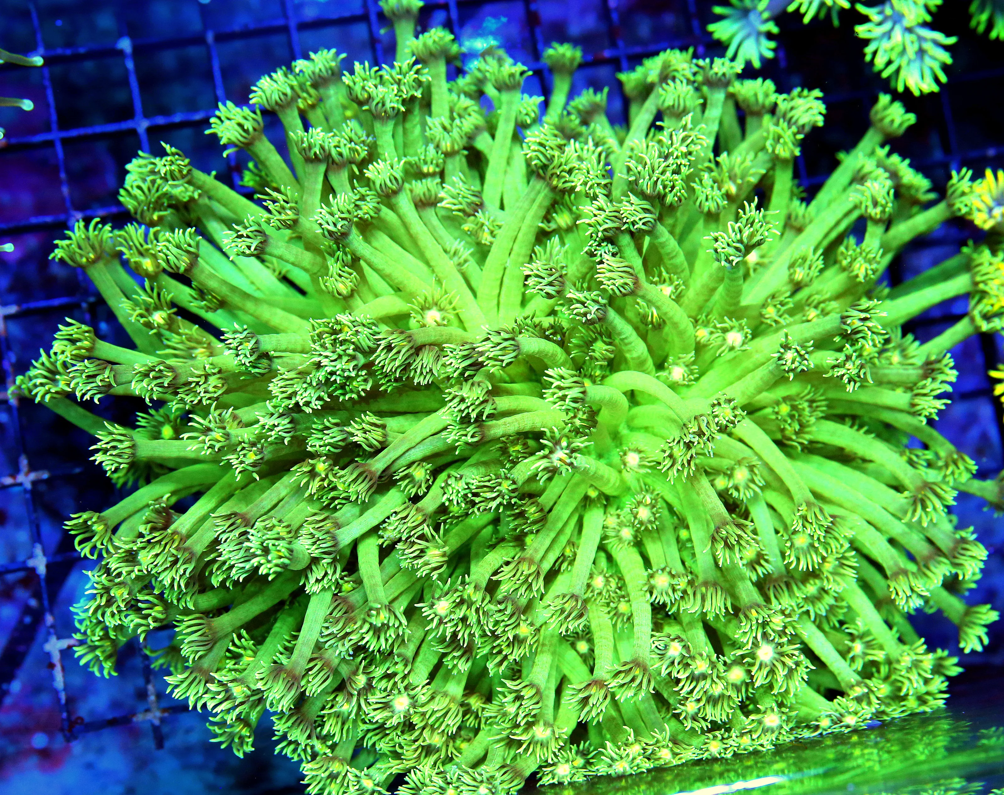 WYSIWYG 7X7 ULTIMATE ULTRA COLORED XXL LONG TENTACLED SHOWPIECE HANDPICKED GONIOPORA live coral for sale - Extreme Corals