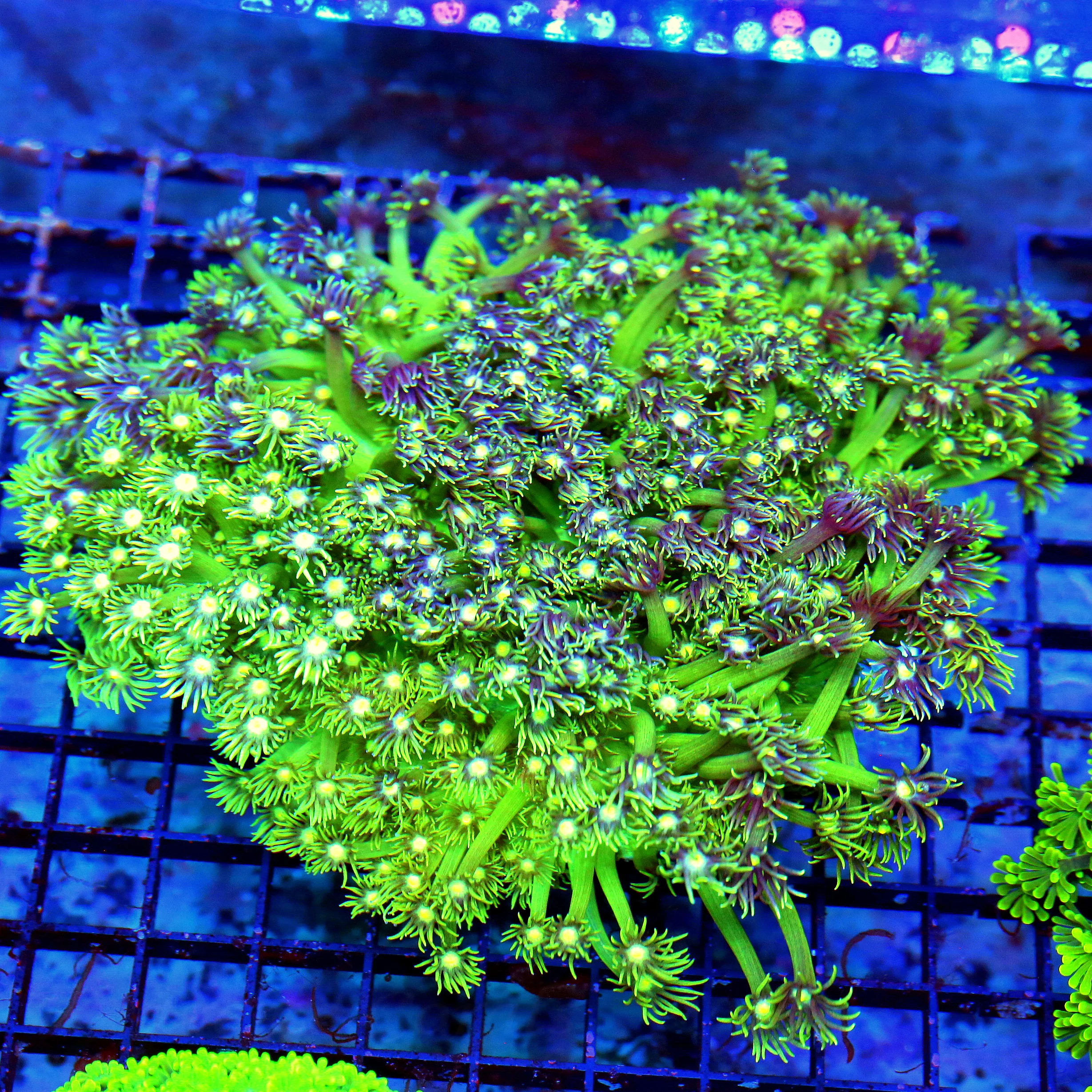 WYSIWYG 7X7 ULTIMATE ULTRA COLORED XXL LONG TENTACLED SHOWPIECE HANDPICKED GONIOPORA live coral for sale - Extreme Corals