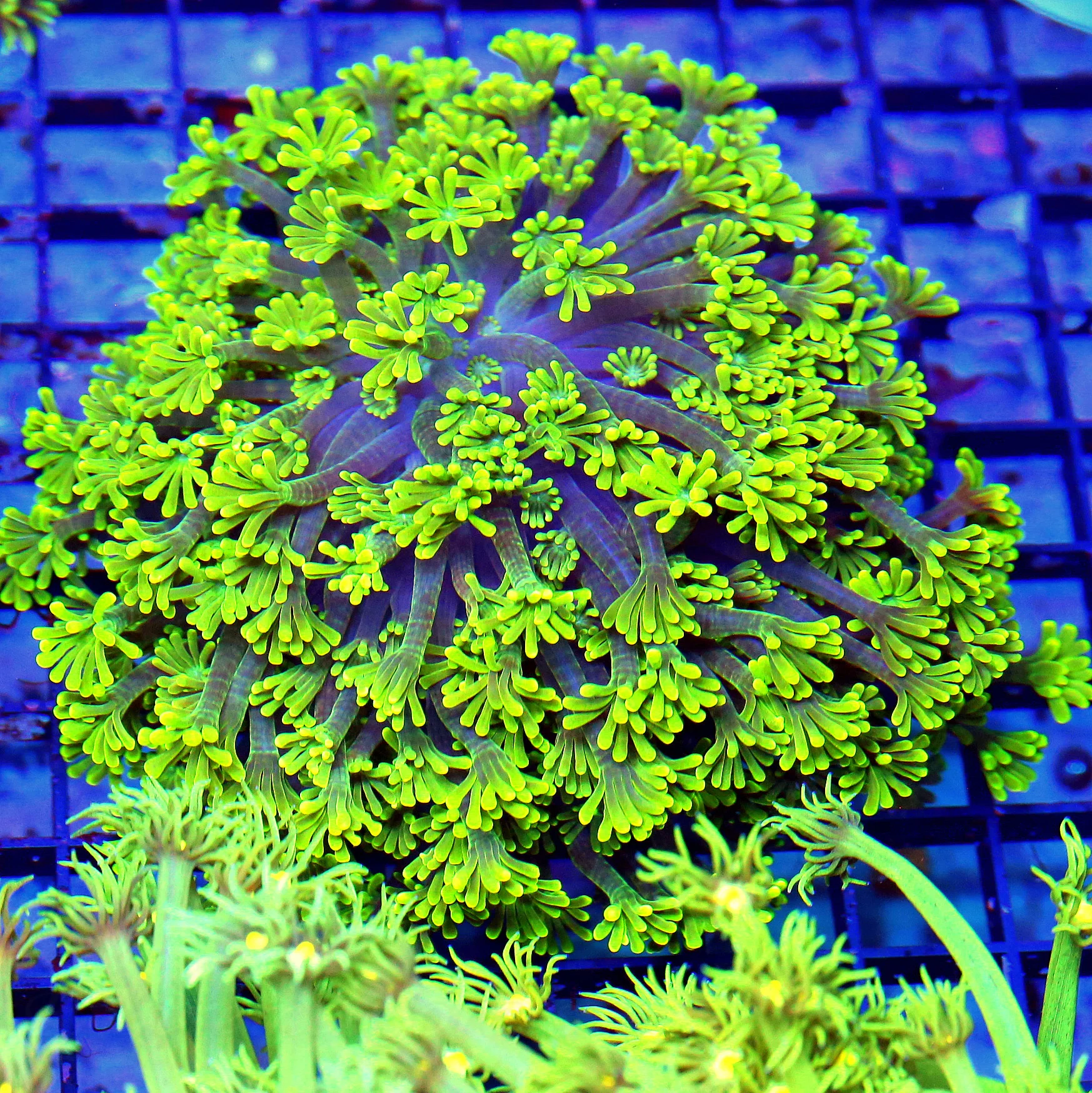 WYSIWYG 5.5X5 ULTIMATE ULTRA COLORED XXL LONG TENTACLED SHOWPIECE HANDPICKED GONIOPORA live coral for sale - Extreme Corals