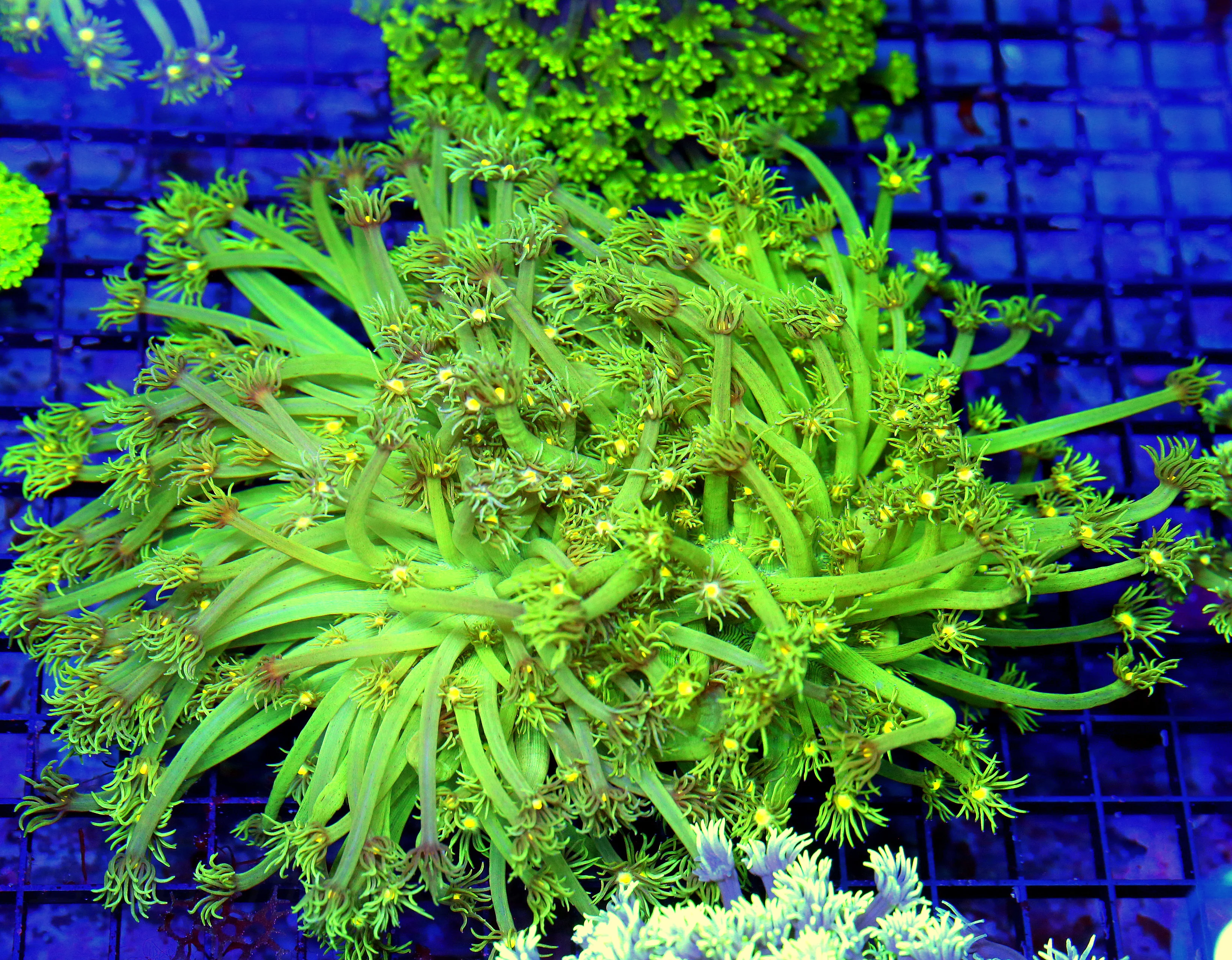 WYSIWYG 10X10 ULTIMATE ULTRA COLORED XXL LONG TENTACLED SHOWPIECE HANDPICKED GONIOPORA live coral for sale - Extreme Corals