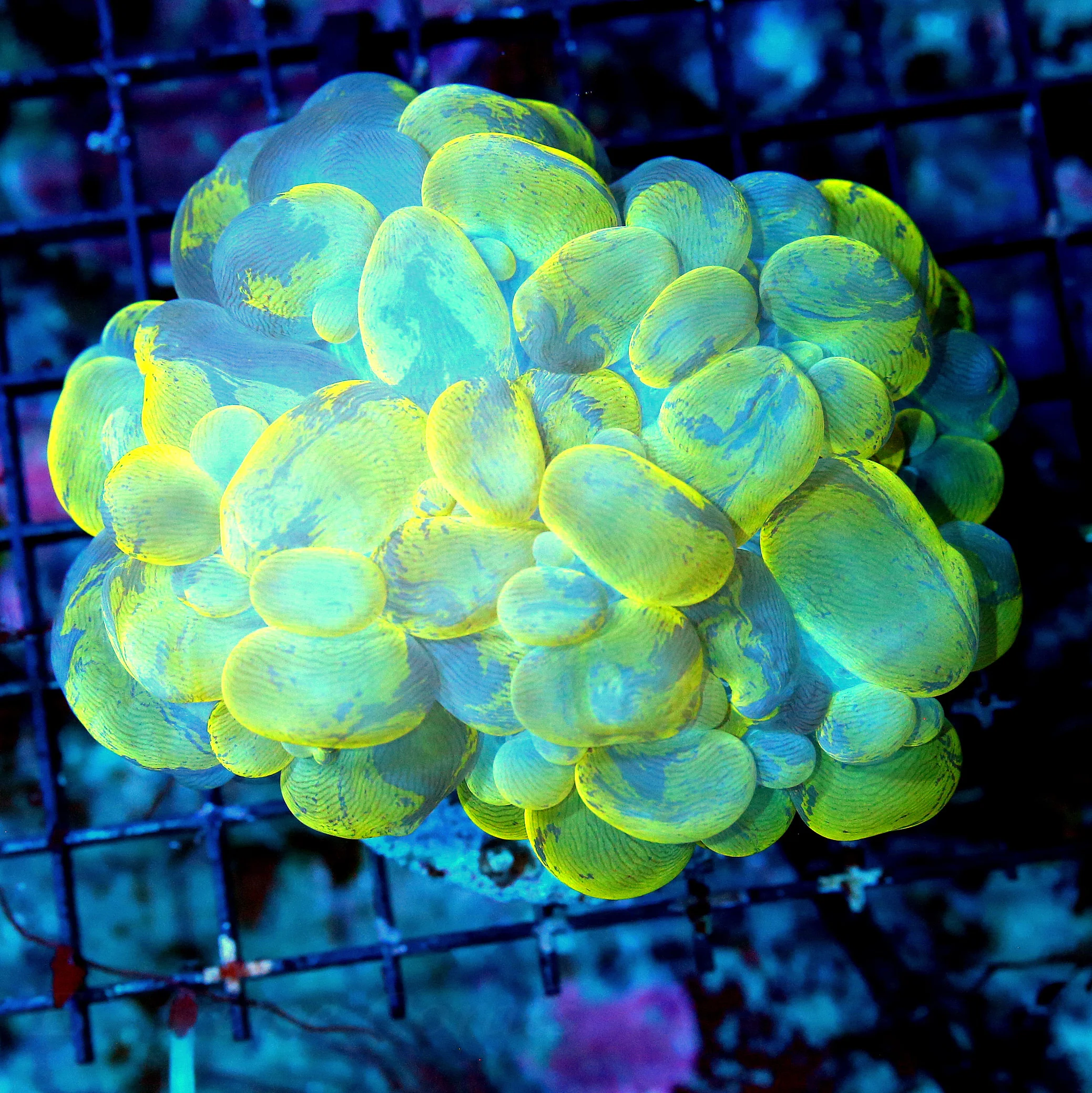 WYSIWYG 4.5X4 BAD TO THE BONE NEON YELLOW AND BLUE SPLATTER CATSEYE BUBBLE-AWESOME!! live coral for sale - Extreme Corals