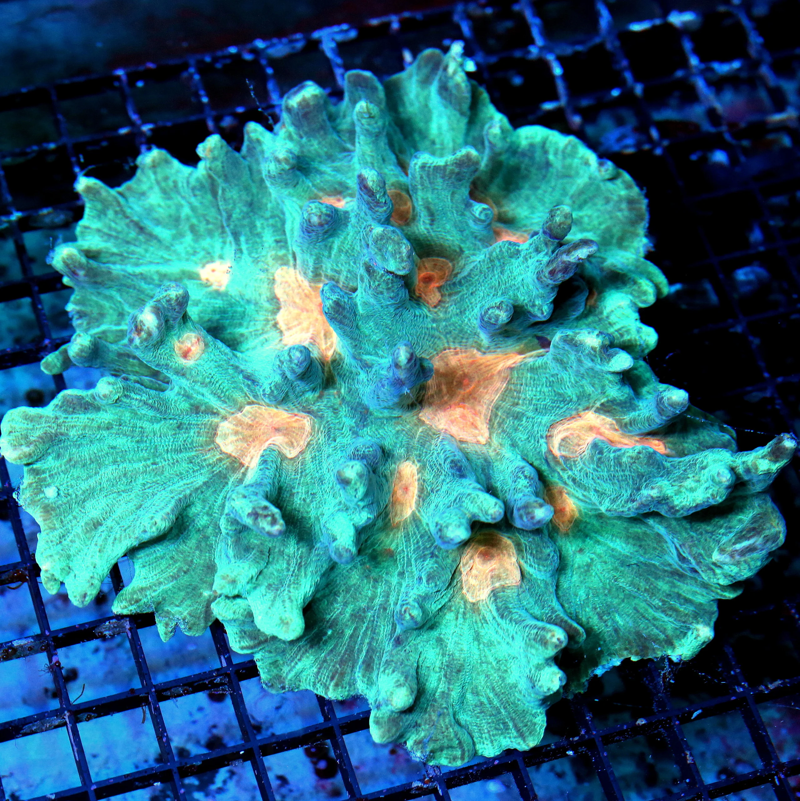 WYSIWYG 8X8 GIANT CENTERPIECE SUPER SUPER COLORED PINKORANGE EYED COLLECTORS ITEM PECTINIA-VERY SPECIAL CORA live coral for sale - Extreme Corals