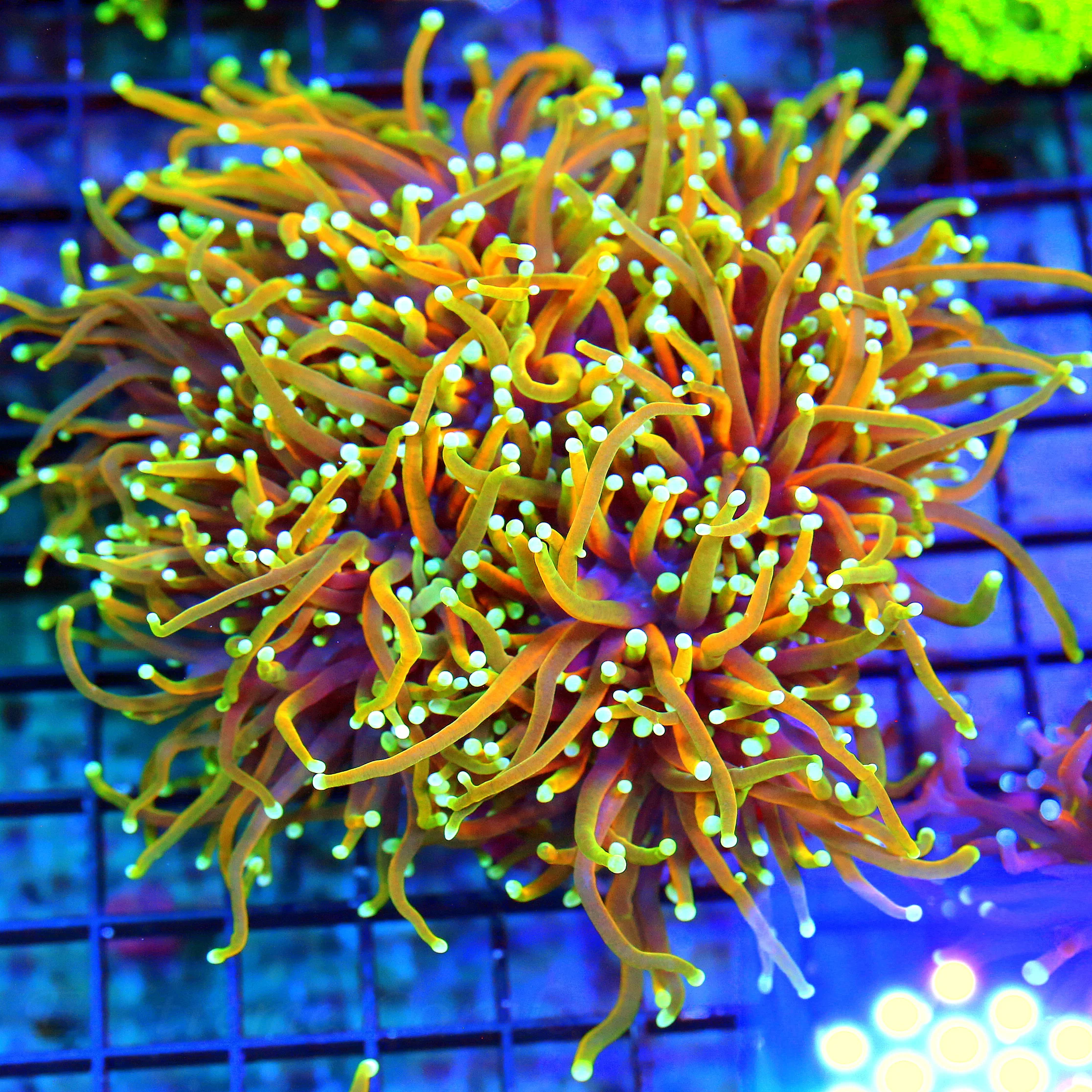 WYSIWYG 6X6 GIANT XXL ULTIMATE SHOWPIECE "DANTE INFERNO" INDO GIANT CENTERPIECE TORCH live coral for sale - Extreme Corals