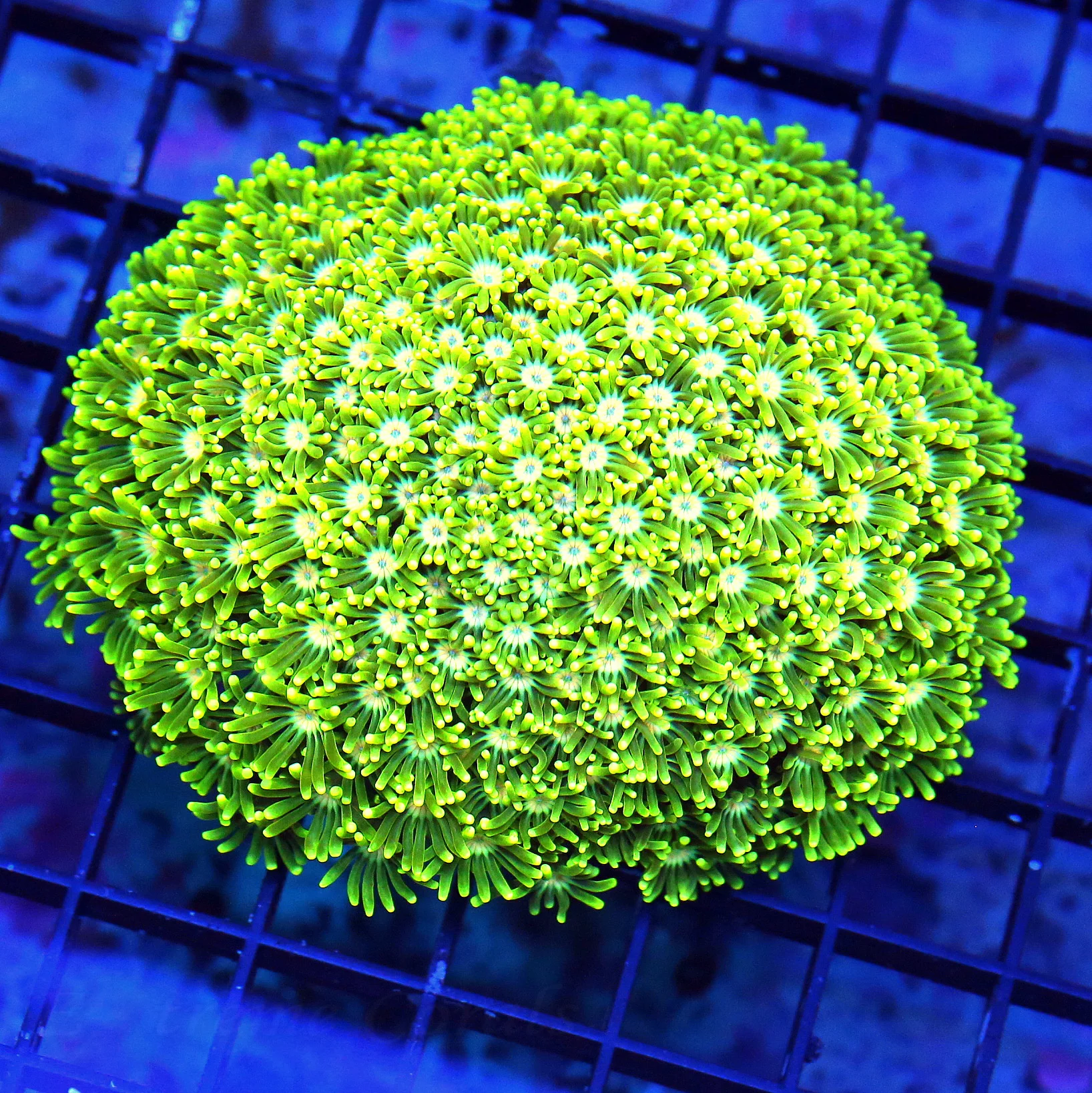 WYSIWYG 5X5 WOWEE PINK JEWELED EYED ULTRA ULTRA YELLOW SHOWPIECE GONIOPORA-WICKED SPECIMEN live coral for sale - Extreme Corals