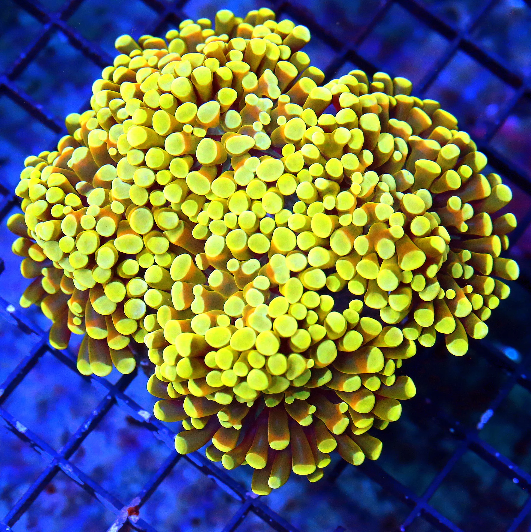 WYSIWYG 5.5X5.5 VERY VERY RARE COLORED SUPER ORANGE TENTACLED BRIGHT NEON YELLOW ORANGE TIPPED BRANCHING HAM live coral for sale - Extreme Corals