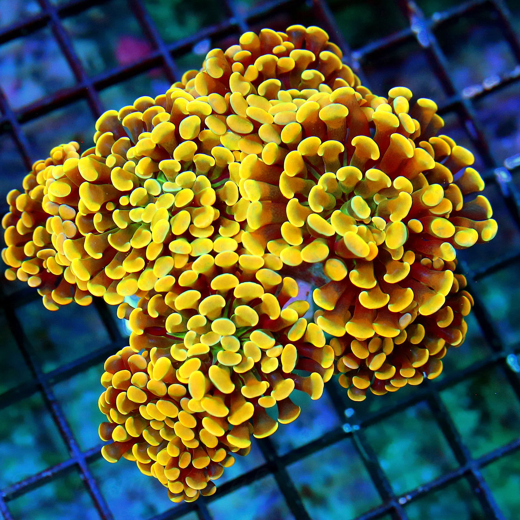 WYSIWYG 5.5X5 OUT OF THIS WORLD HOME DEPOT ORANGE XXL BRANCHING HAMMER-STUNNING COLOR!! live coral for sale - Extreme Corals