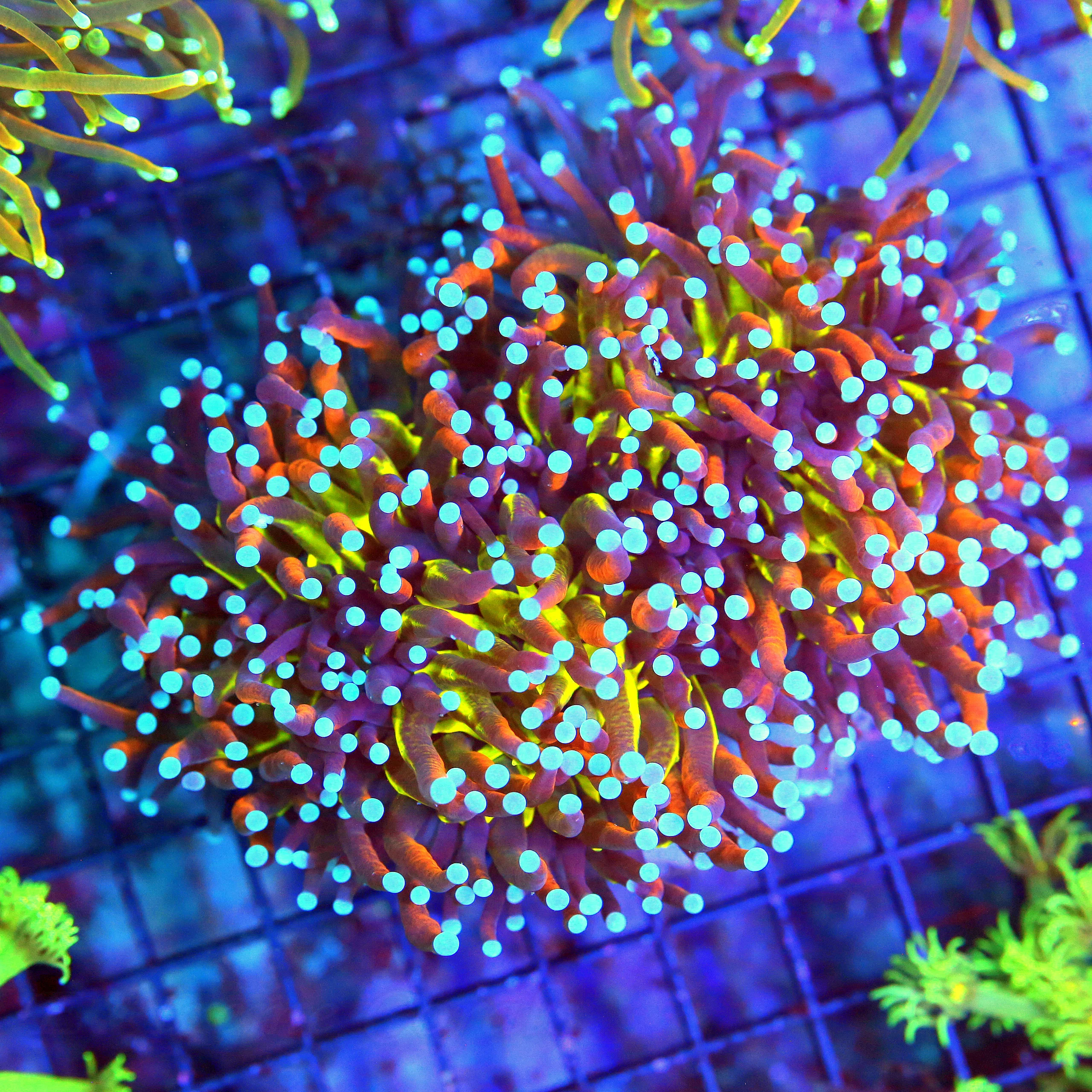 WYSIWYG 6x4.5 XXL CENTERPIECE "SCOTT'S HANDPICKED ULTIMATE SLAP YOUR MOMMA TORCH" ONE OF THE BEST TORCH YOU live coral for sale - Extreme Corals