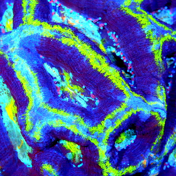 acanthastrea