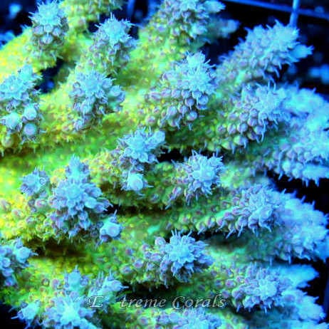 acropora