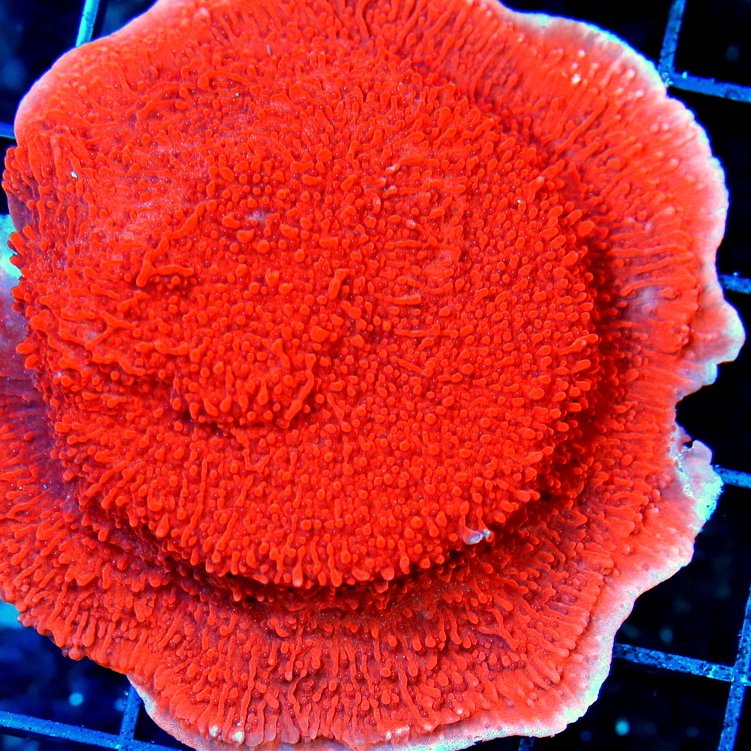 Montipora