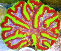 buy rare corals, zoanthid frags for sale, buy coral online, corals for sale free shipping,