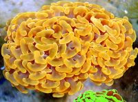 buy corals, zoanthids for sale, buy coral online, corals for sale free shipping